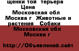 щенки той -терьера  › Цена ­ 5 000 - Московская обл., Москва г. Животные и растения » Собаки   . Московская обл.,Москва г.